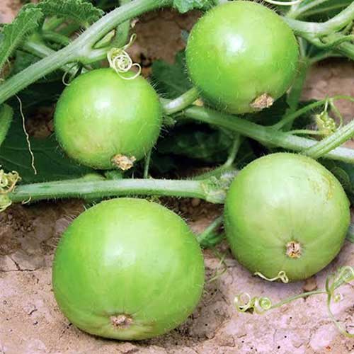 Tinda Apple Gourd Seeds