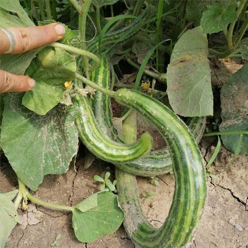 Long Melon Green Kakri Seeds