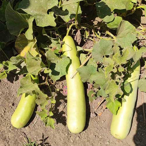 Bottle Gourd Long Seeds