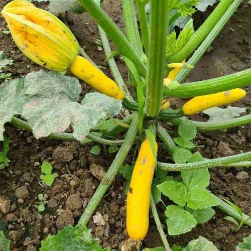 Zucchini Yellow Long Seeds