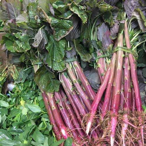Amaranthus Red Tower Stem Seeds