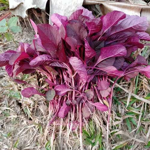 Amaranthus Red Kanka Seeds