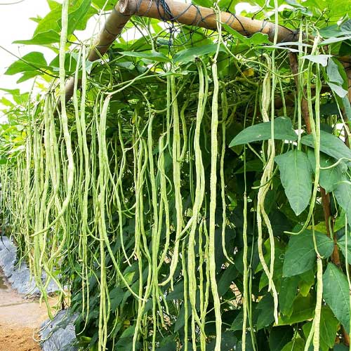 Yard Long Beans Light Green Seeds