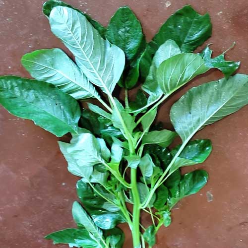 Amaranthus Green Katwa Seeds