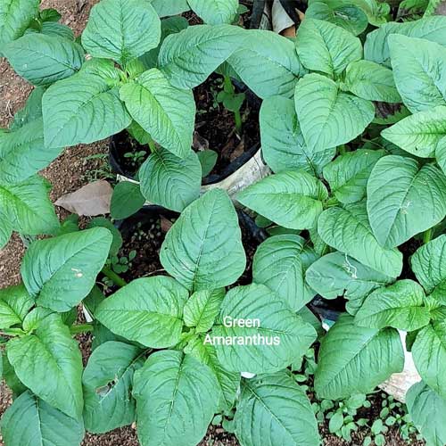 Amaranthus Green Katwa Seeds