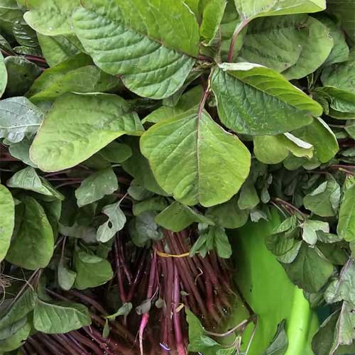 Red Stem Amaranthus Katwa Seeds