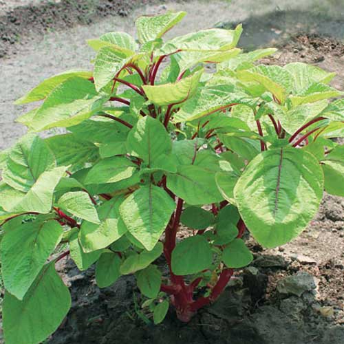 Red Stem Amaranthus Katwa Seeds