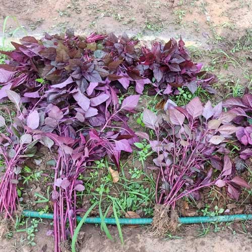 Amaranthus Red Kanka Seeds