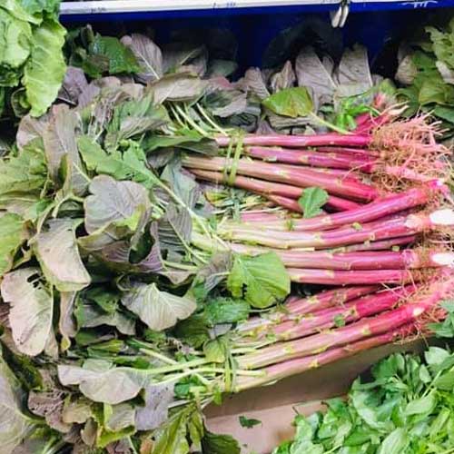 Amaranthus Red Tower Stem Seeds