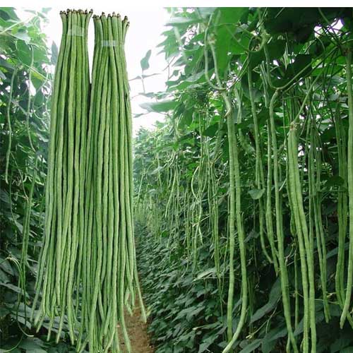 Yard Long Beans Green String Seeds