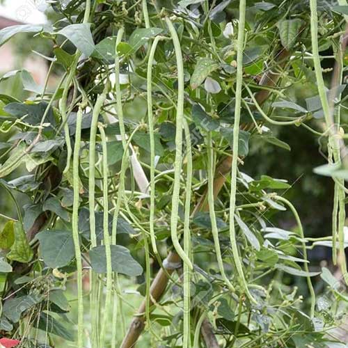 Yard Long Beans Light Green Seeds
