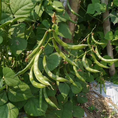 Dolichos Beans Broad Beans Seeds
