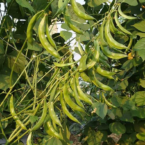 Dolichos Beans Broad Beans Seeds