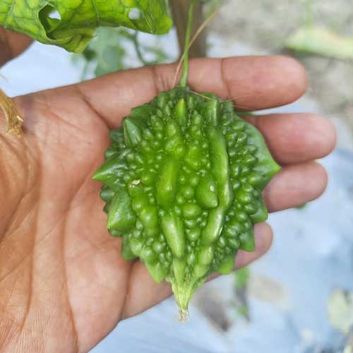 Bitter Gourd Small Bolder Seeds