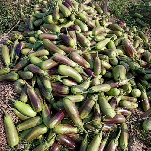 Brinjal Bhangor Mayurpankhi Seeds