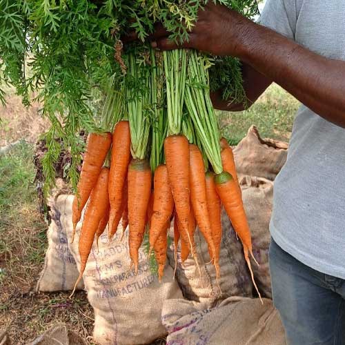 Carrot New Kuroda Seeds