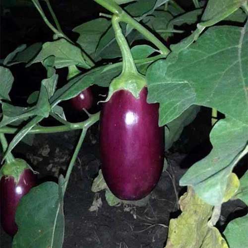 Brinjal Purple Oblong Seeds