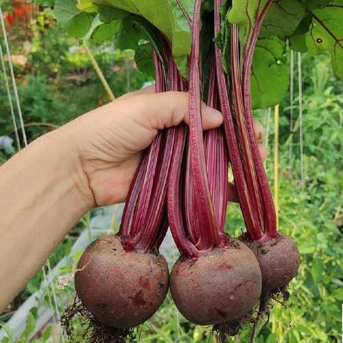 Beetroot Red Ball Seeds