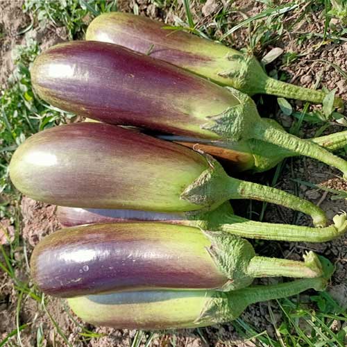 Brinjal Bhangor Mayurpankhi Seeds
