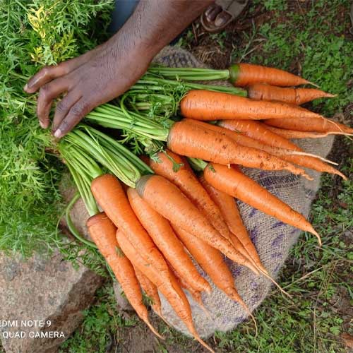 Carrot New Kuroda Seeds