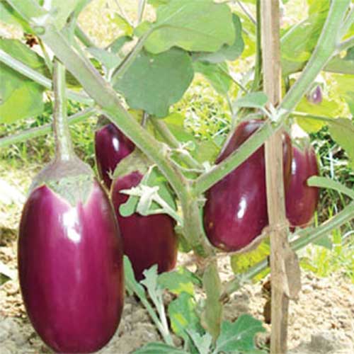 Brinjal Purple Oblong Seeds