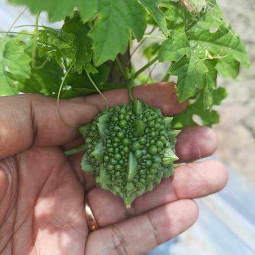 Bitter Gourd Small Bolder Seeds