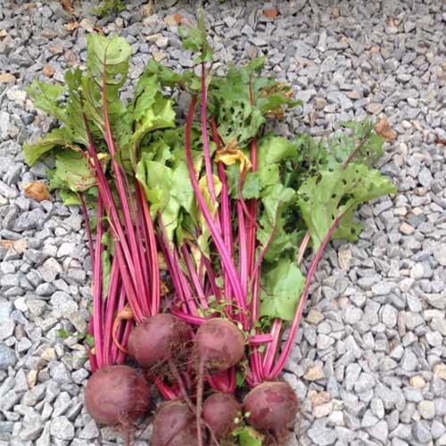 Beetroot Red Ball Seeds