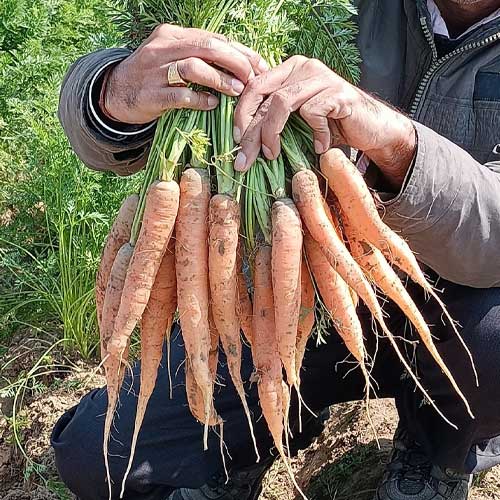 Carrot Early Nantes Seeds