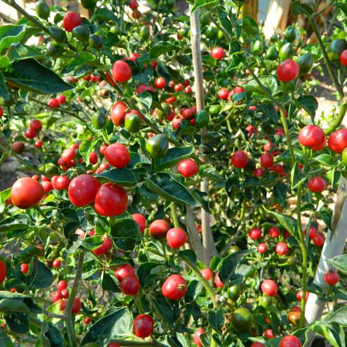 Chilli Dalle Kurusani Seeds