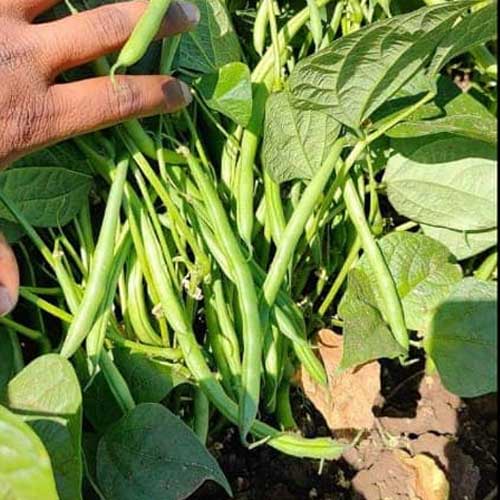 Beans Dwarf Falguni Seeds