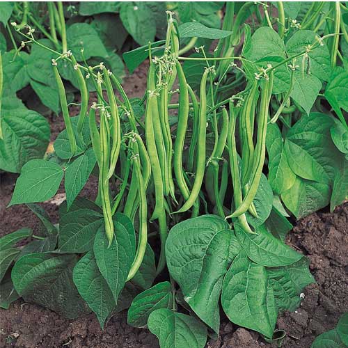 Beans Bush Dwarf Anupama Seeds