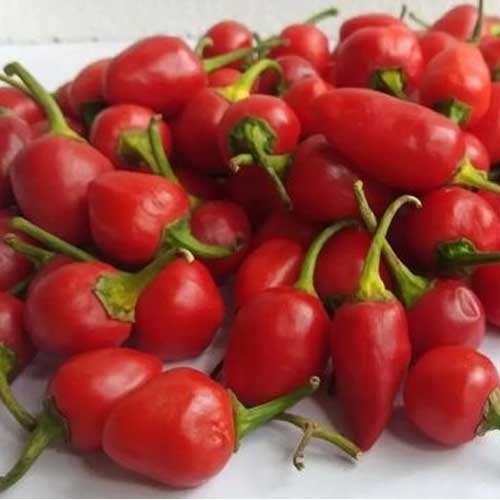 Chilli Dalle Kurusani Seeds