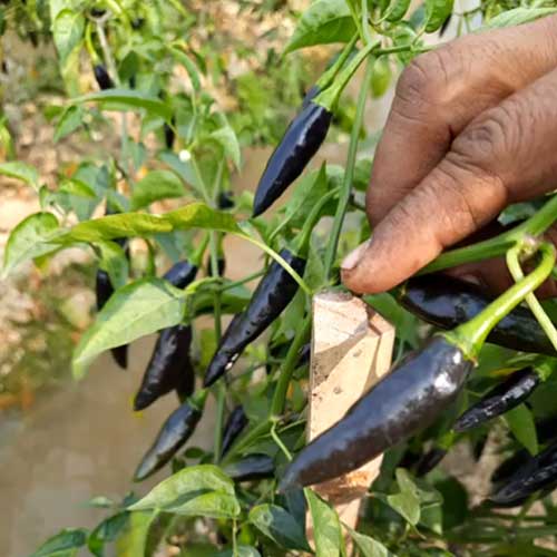 Chilli Black Cobra Seeds