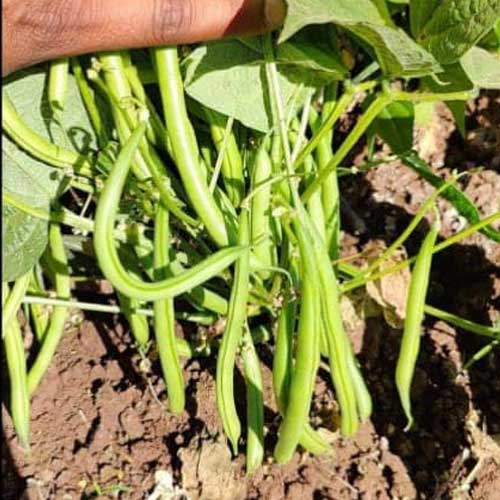 Beans Dwarf Falguni Seeds