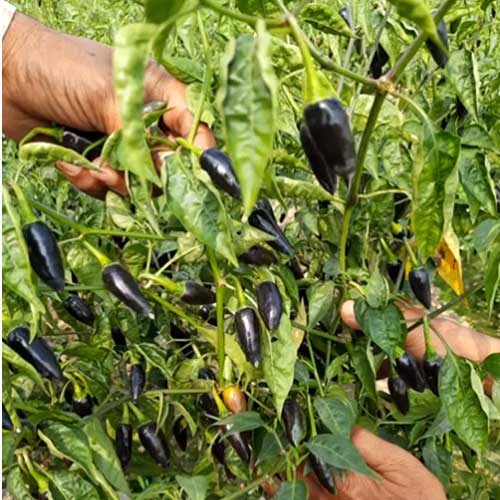 Chilli Black Cobra Seeds