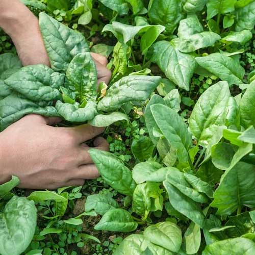 Spinach Giant Palak Seeds