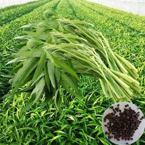 Water Spinach Kalmi Danga Seeds