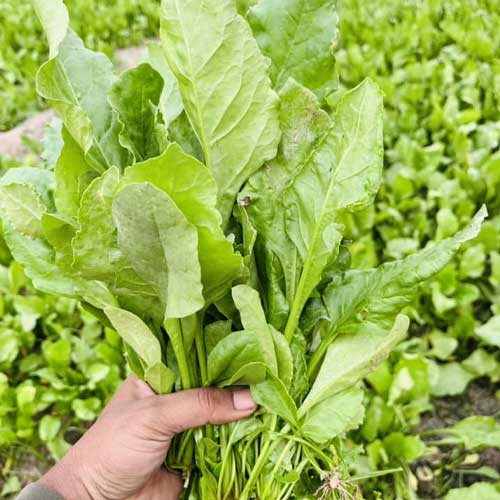 Spinach Giant Palak Seeds