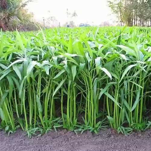 Water Spinach Kalmi Danga Seeds
