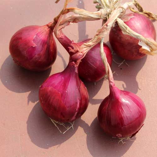 Onion Sukh Sagar Seeds