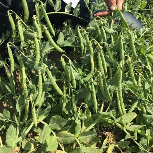 Peas Matar Seeds
