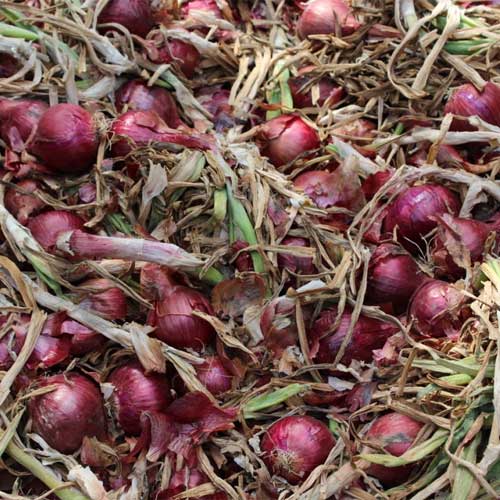 Onion Sukh Sagar Seeds