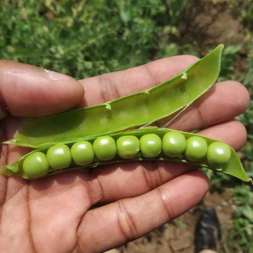 Peas Matar Seeds