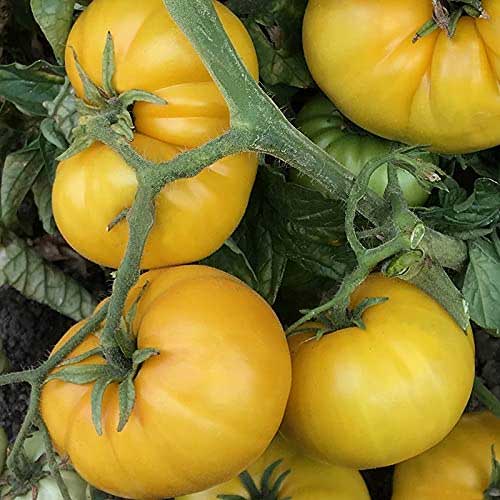 Tomato Yellow Oblate Seeds