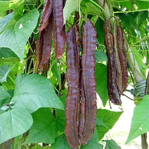 Winged Beans Purple Star Beans Seeds