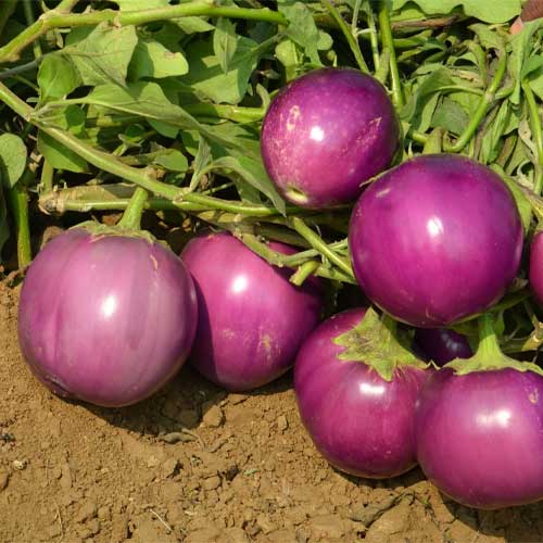Brinjal Purple Round Seeds