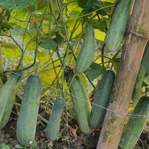 Cucumber Surat Green Seeds