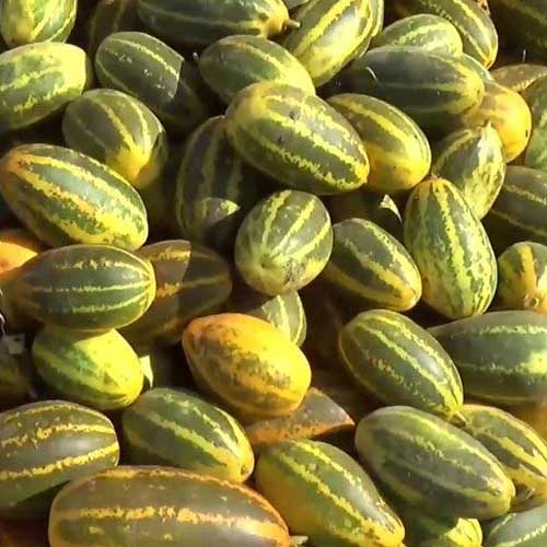 Cucumber Yellow Gullakai Seeds