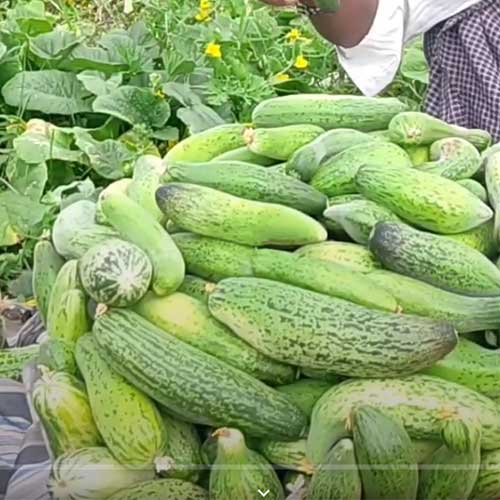 Cucumber Dharwad Green Seeds