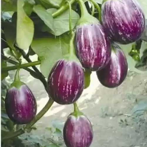 Brinjal CVK Seeds
